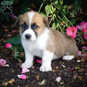 Loki, Welsh Corgi Mix Puppy