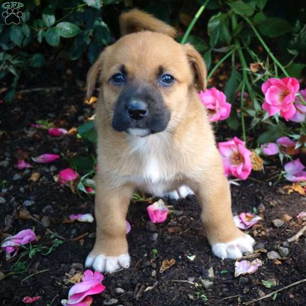 Lola, Welsh Corgi Mix Puppy