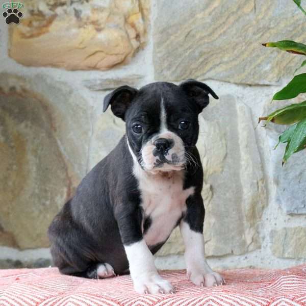 Lollipop, Boston Terrier Puppy
