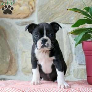 Lollipop, Boston Terrier Puppy