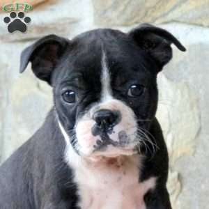 Lollipop, Boston Terrier Puppy