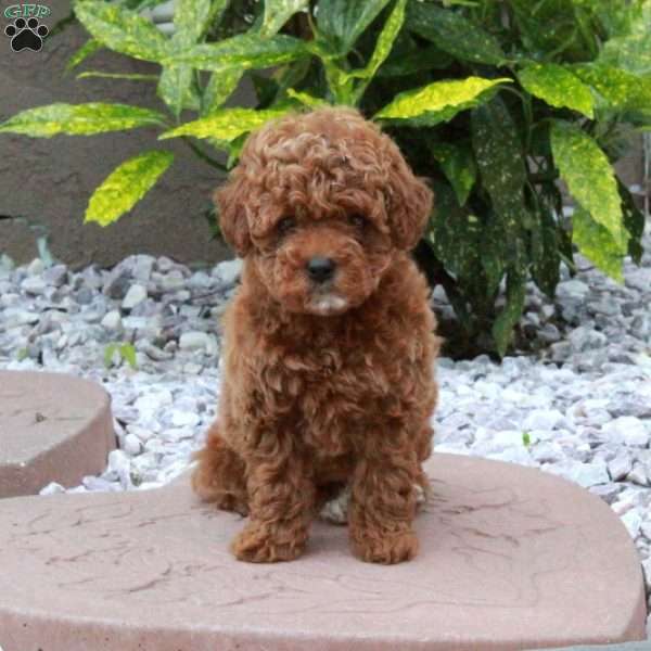 Lolly, Miniature Poodle Puppy