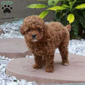Lolly, Miniature Poodle Puppy