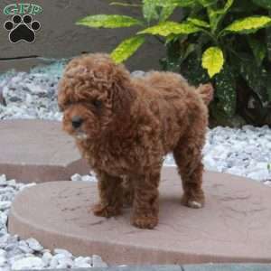 Lolly, Miniature Poodle Puppy