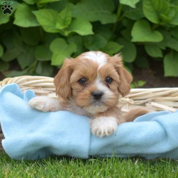 Louie, Cava-Tzu Puppy