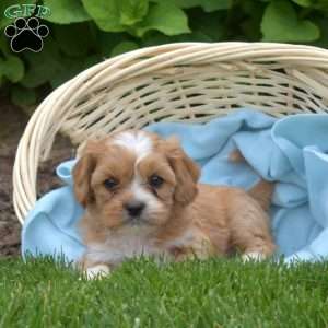 Louie, Cava-Tzu Puppy