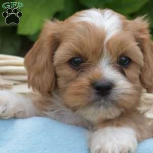 Louie, Cava-Tzu Puppy