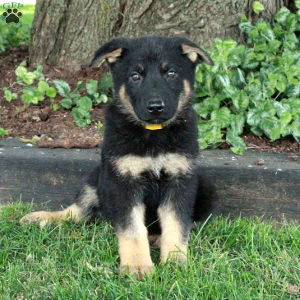 Louis, German Shepherd Puppy