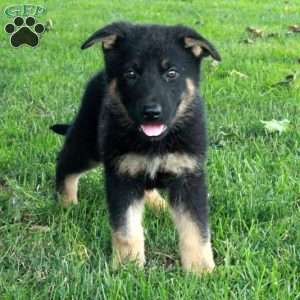 Louis, German Shepherd Puppy