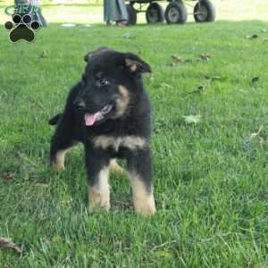Louis, German Shepherd Puppy