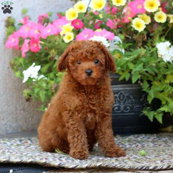 Loyal, Mini Goldendoodle Puppy