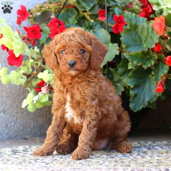 Loyal, Mini Goldendoodle Puppy