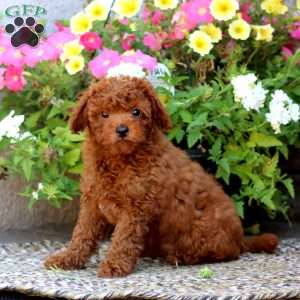 Loyal, Mini Goldendoodle Puppy