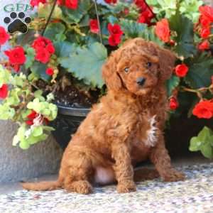 Loyal, Mini Goldendoodle Puppy