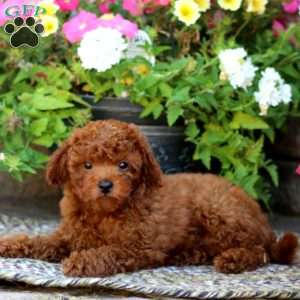 Loyal, Mini Goldendoodle Puppy