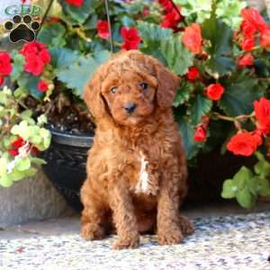 Loyal, Mini Goldendoodle Puppy