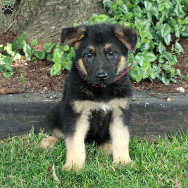Luca, German Shepherd Puppy