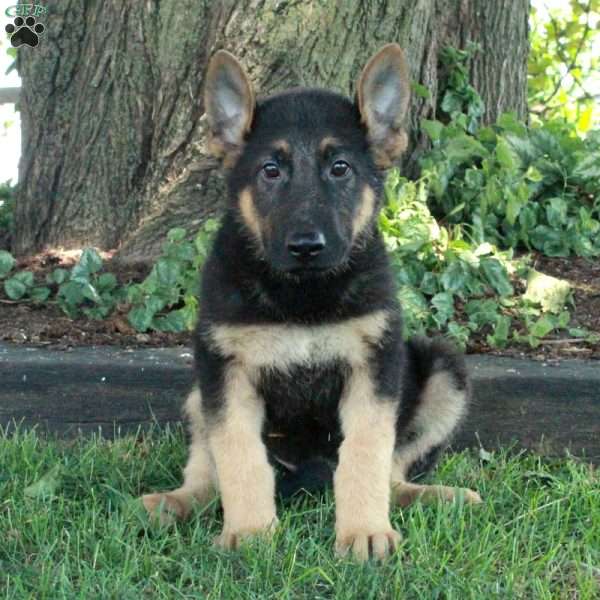 Luca, German Shepherd Puppy