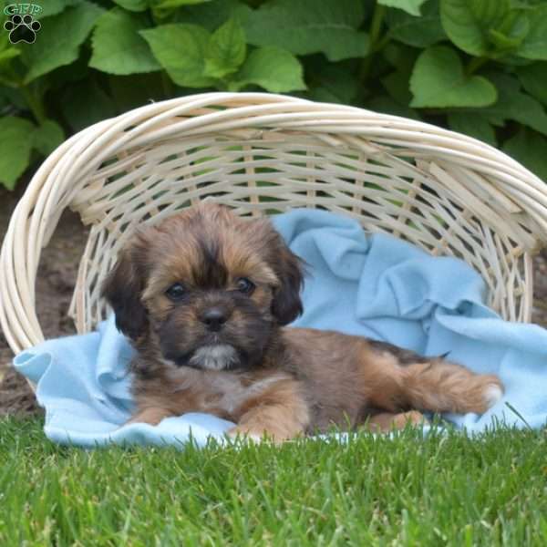 Luca, Cava-Tzu Puppy