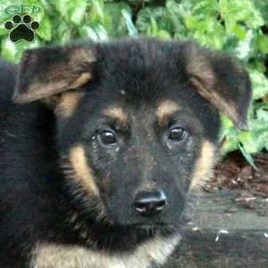 Luca, German Shepherd Puppy