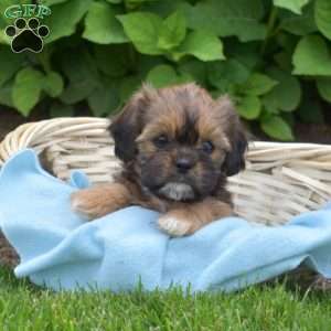 Luca, Cava-Tzu Puppy