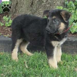 Luca, German Shepherd Puppy