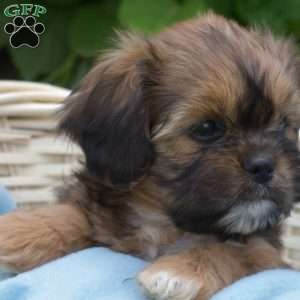 Luca, Cava-Tzu Puppy