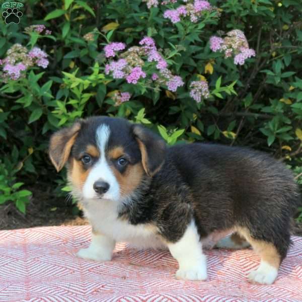 Lucas, Pembroke Welsh Corgi Puppy
