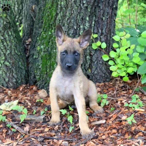 Lucas, Belgian Malinois Puppy