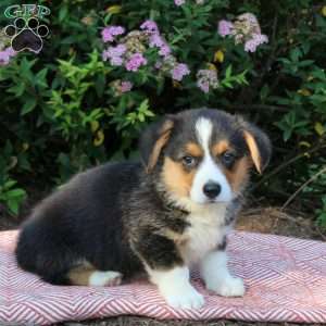 Lucas, Pembroke Welsh Corgi Puppy