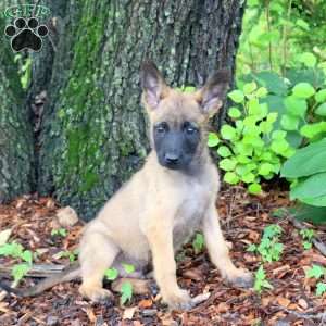 Lucas, Belgian Malinois Puppy