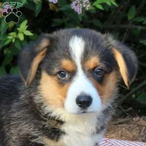 Lucas, Pembroke Welsh Corgi Puppy