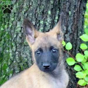 Lucas, Belgian Malinois Puppy
