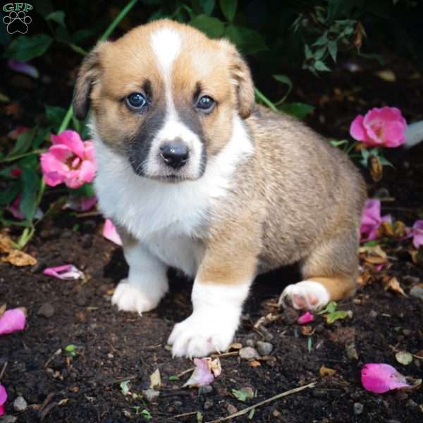 Lucas, Welsh Corgi Mix Puppy