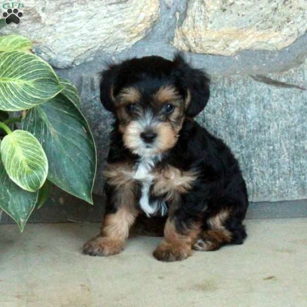 Lucky, Yorkie Poo Puppy