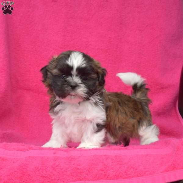 Lucky, Shih Tzu Puppy