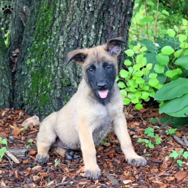 Lucky, Belgian Malinois Puppy