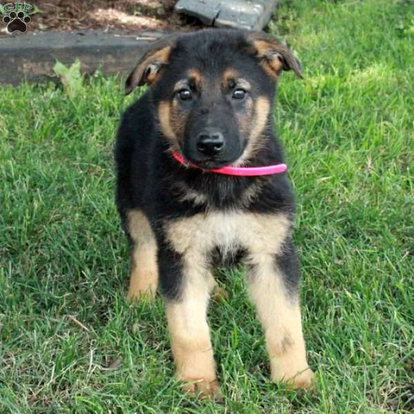 Lucky, German Shepherd Puppy