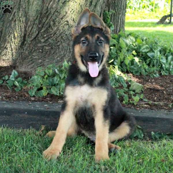 Lucky, German Shepherd Puppy
