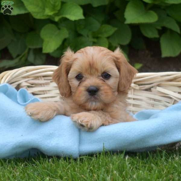 Lucky, Cava-Tzu Puppy