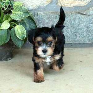 Lucky, Yorkie Poo Puppy