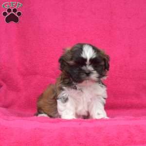 Lucky, Shih Tzu Puppy