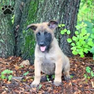 Lucky, Belgian Malinois Puppy