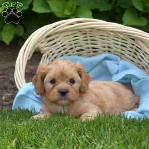 Lucky, Cava-Tzu Puppy