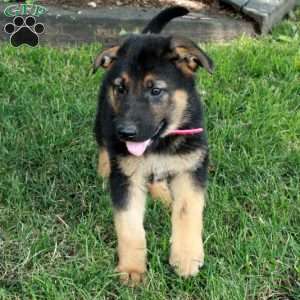 Lucky, German Shepherd Puppy