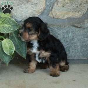 Lucky, Yorkie Poo Puppy