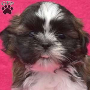 Lucky, Shih Tzu Puppy