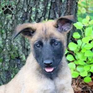 Lucky, Belgian Malinois Puppy