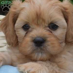 Lucky, Cava-Tzu Puppy