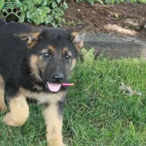 Lucky, German Shepherd Puppy